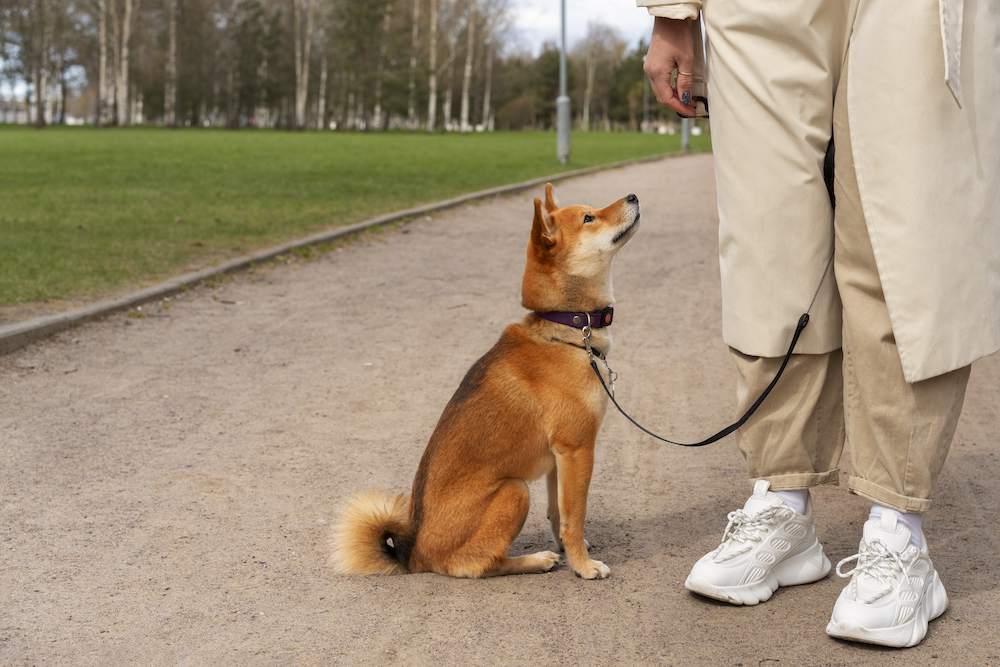 Book Dog Walking Service in Gurgaon Dog Walkers Near me