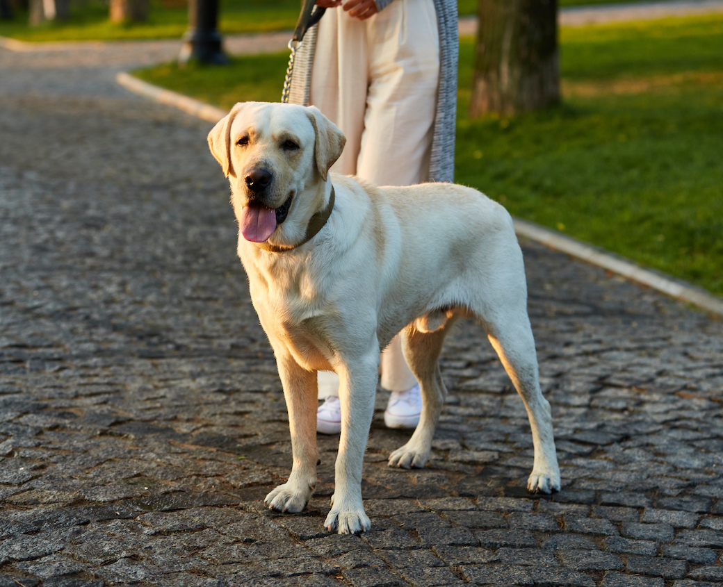 Book Dog Walking Service in Pune Dog Walkers Near me