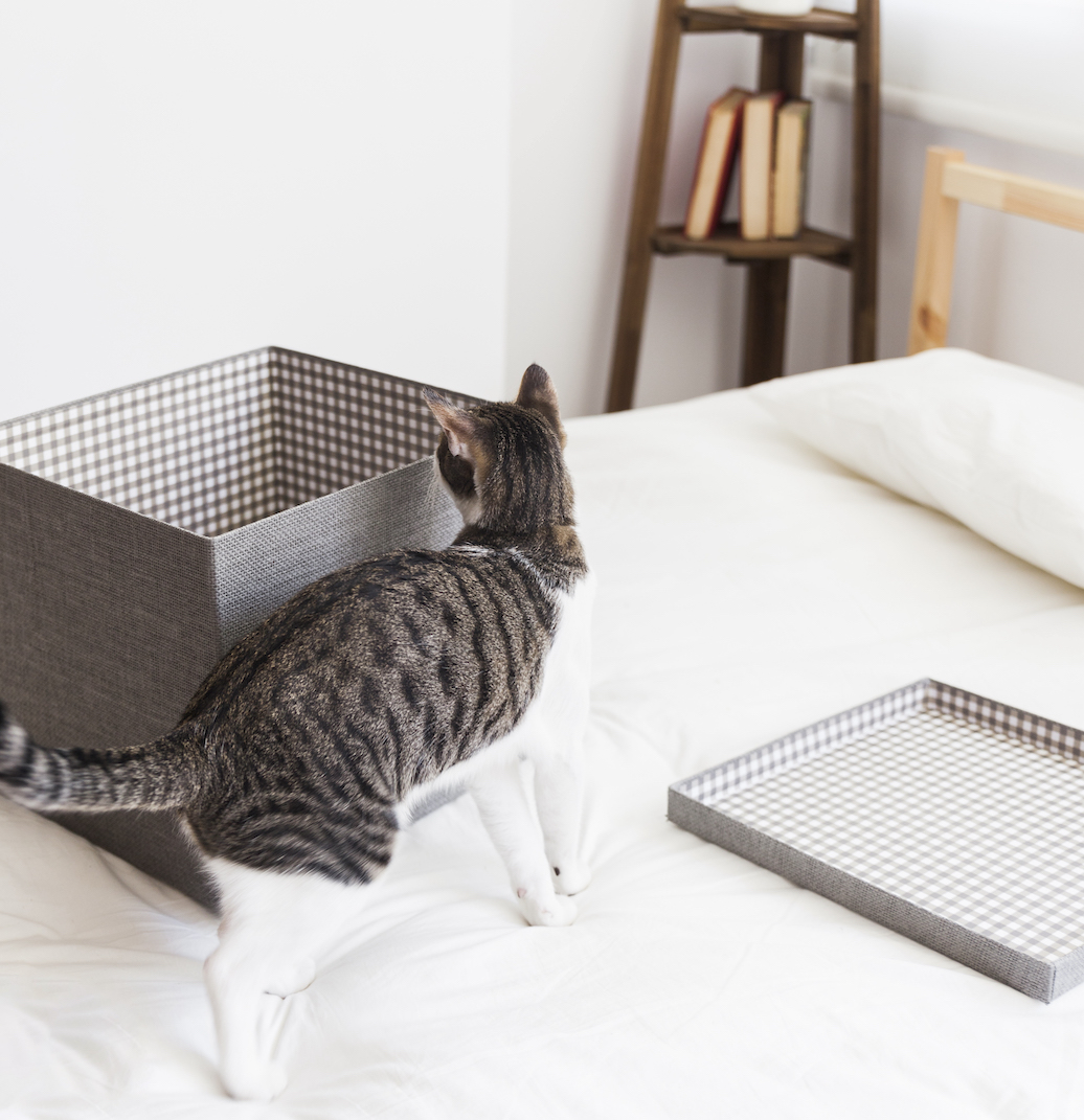 Cat Kennel Places That Board Cats Near Me Cat Boarding Dog Daycare - Main Image