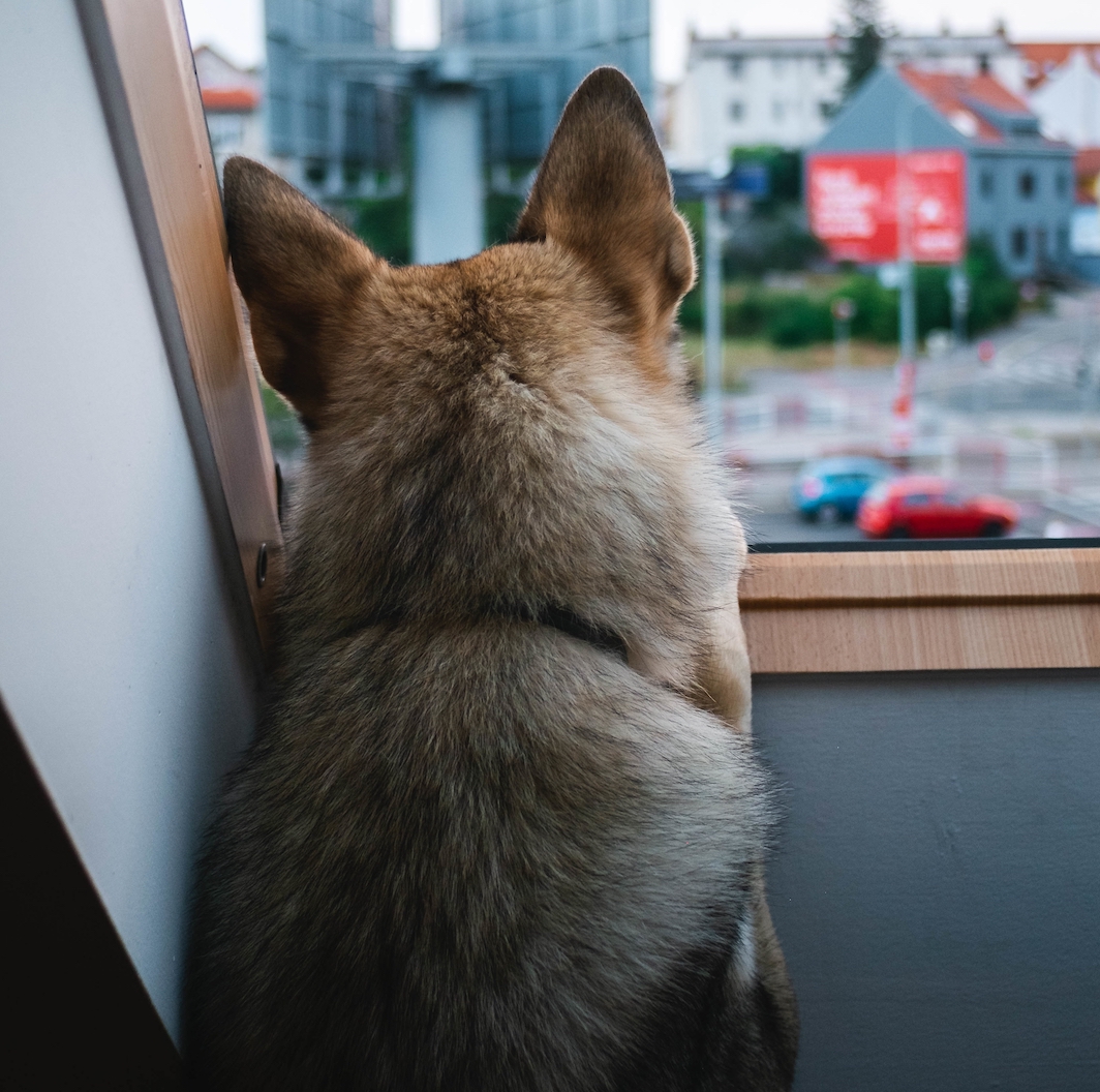 Book Pet Boarding in Coimbatore Cat Dog Boarding Near Me