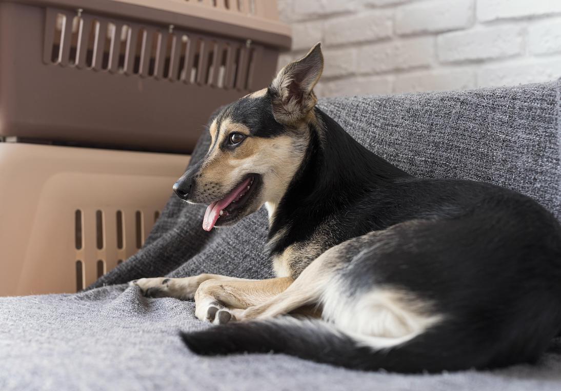 Book Pet Boarding in Delhi Cat Dog Boarding Near Me - Main Image