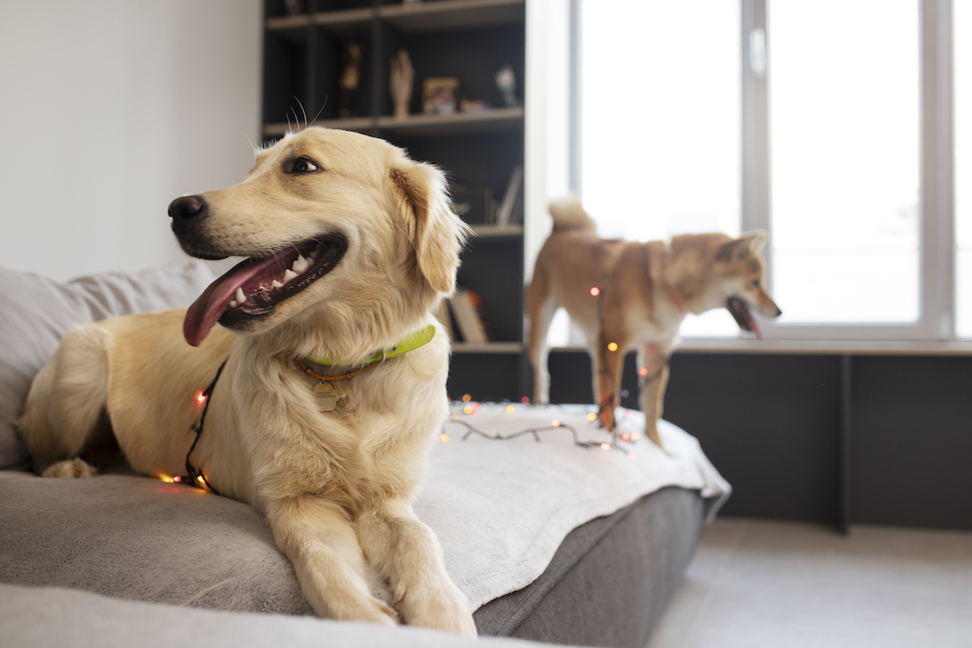 Book Pet Boarding in Hyderabad Cat Dog Boarding Near Me