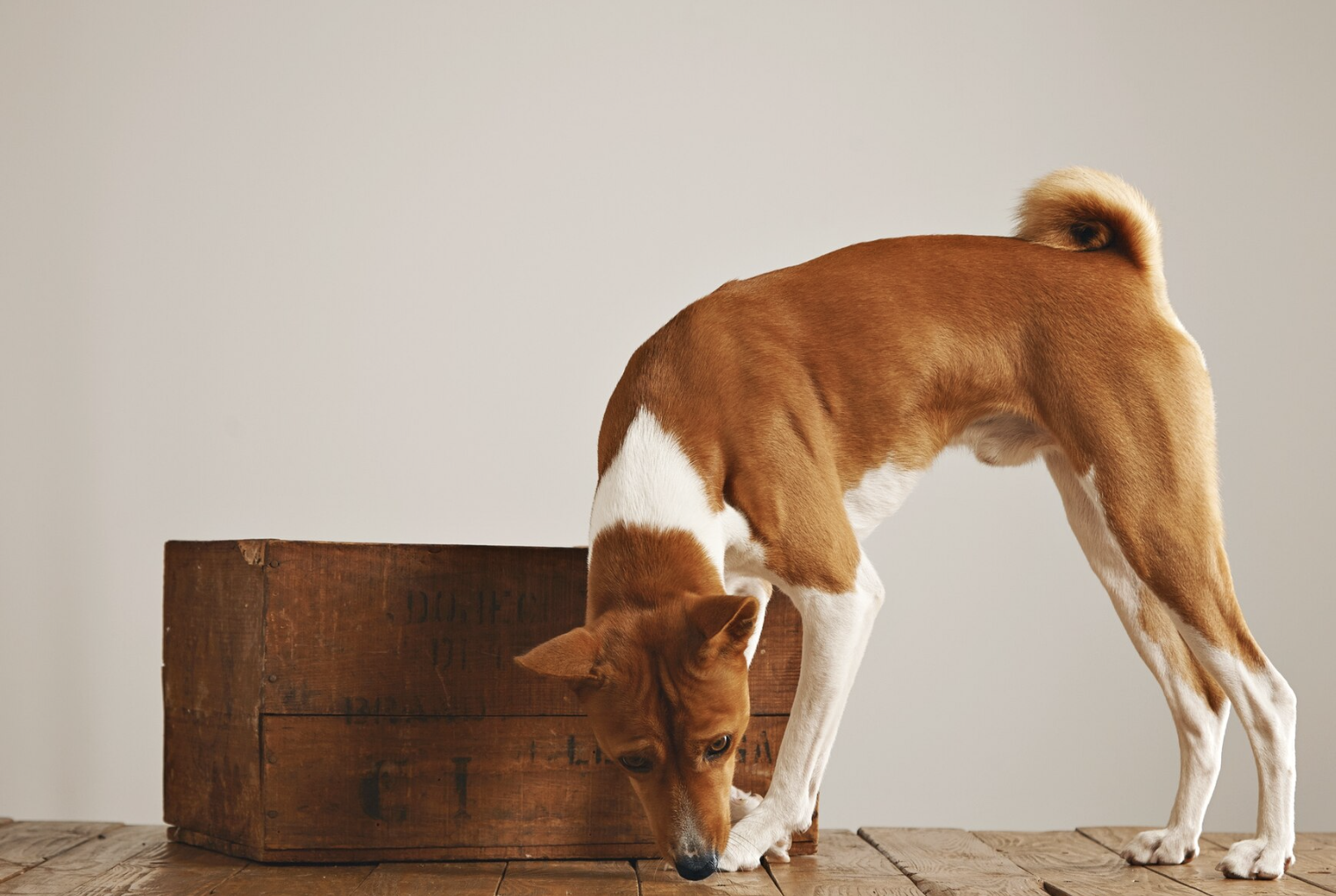 Book Pet Boarding in Indore Cat Dog Boarding Near Me