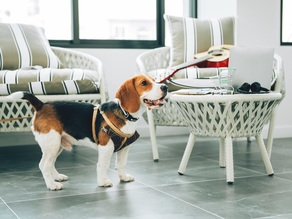 Veterinary Care Vettedpetcare Petcare Express 43rd Vet And Pet