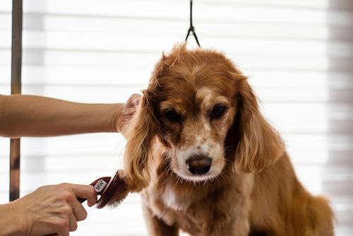 Pet Grooming Service at Home in Amritsar, Cat Dog Grooming