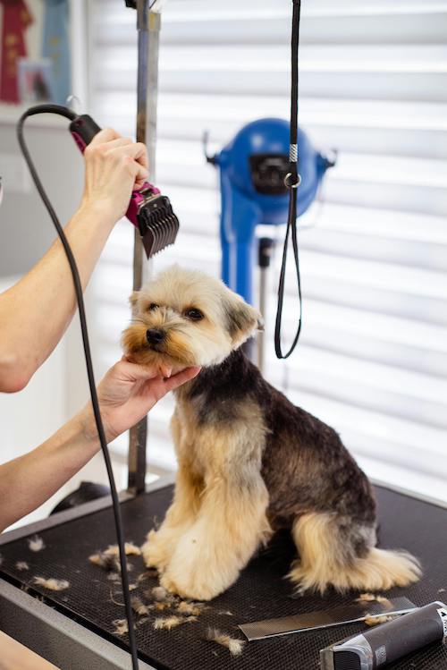 Pet Shop Small Pet Grooming Near Me Grooming Shop Best Pet