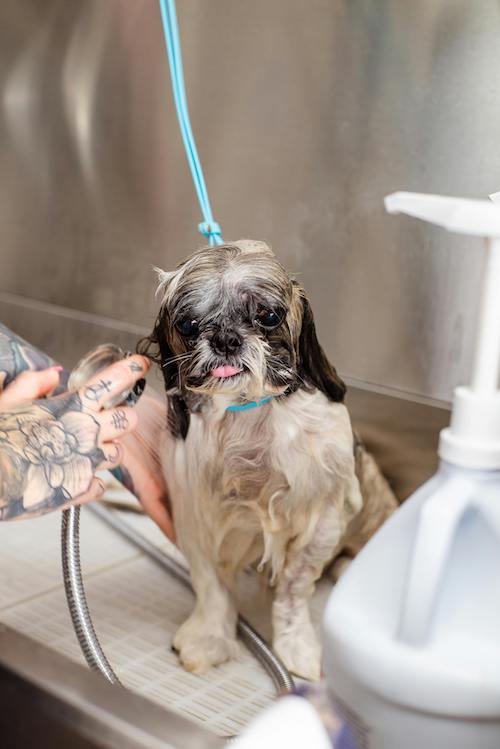 Shih Tzu Nearest Pet Groomer Shih Tzu Pet Grooming Services Near