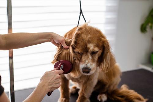 Amritsar Pets Hair Salon Near Me Pet Grooming Service At Home In