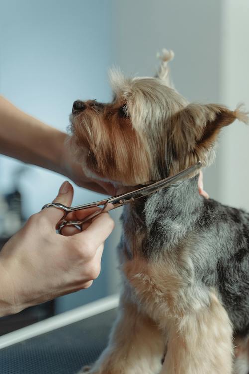 Mobile Grooming Walk In Groomers Near Me Pet Grooming Service At