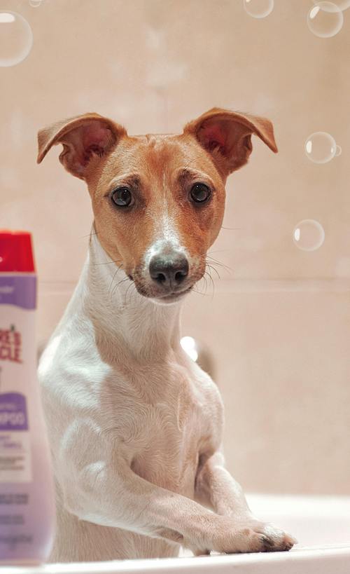 Mobile Dog Happy Dog Wash Near Me Grooming Services The Happy Dog