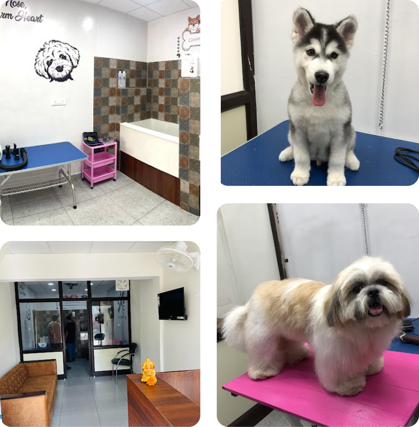 pet shop grooming near me